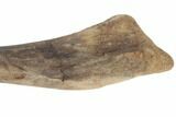 Fossil Juvenile Hadrosaur (Brachylophosaurus) Ulna - Montana #196693-2